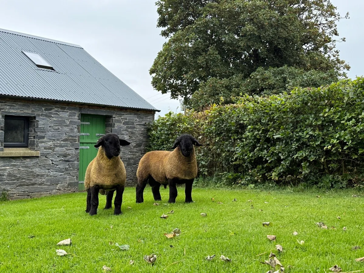 Pedigree Suffolk Ram Lambs for Ballymena 11 August - Image 1