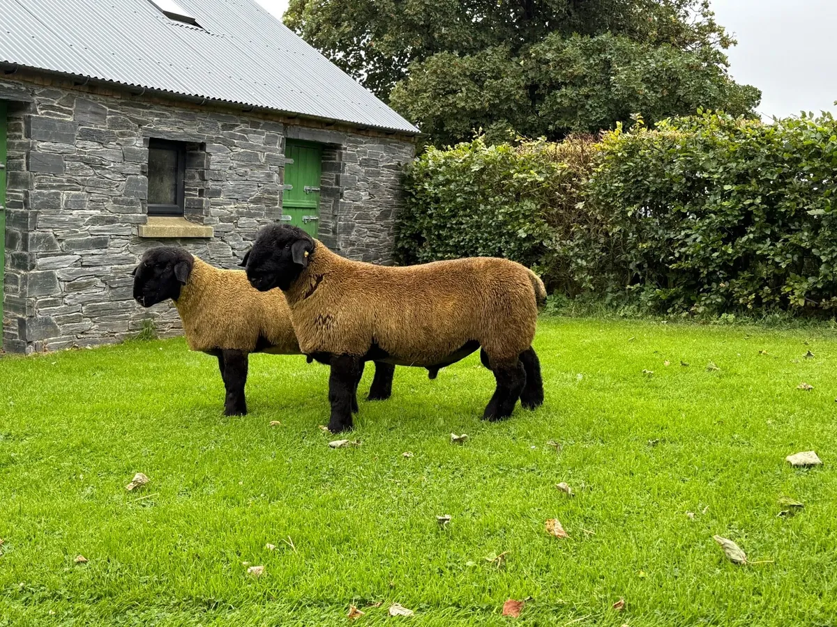 Pedigree Suffolk Ram Lambs for Ballymena 11 August - Image 2