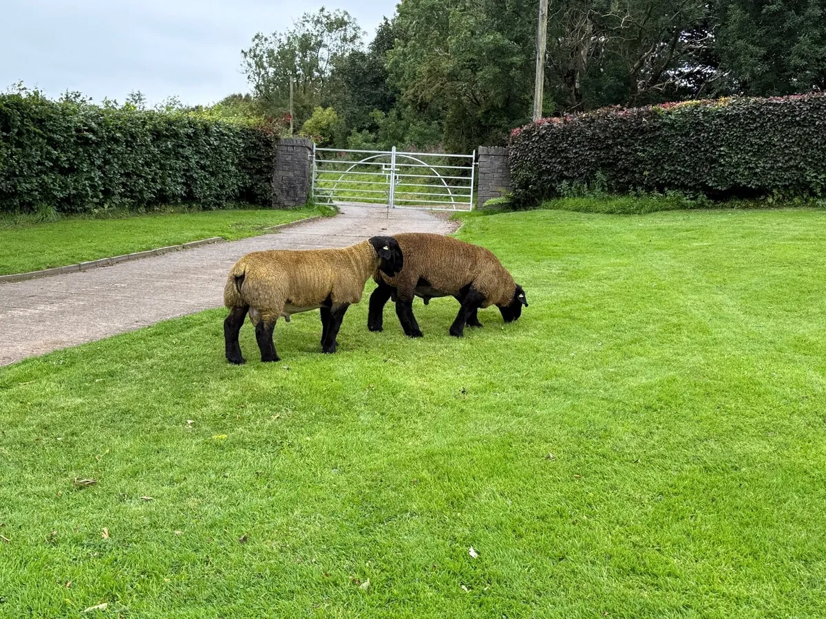 Pedigree Suffolk Ram Lambs for Ballymena 11 August - Image 3