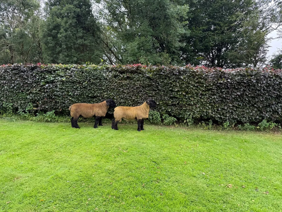 Pedigree Suffolk Ram Lambs for Ballymena 11 August - Image 4
