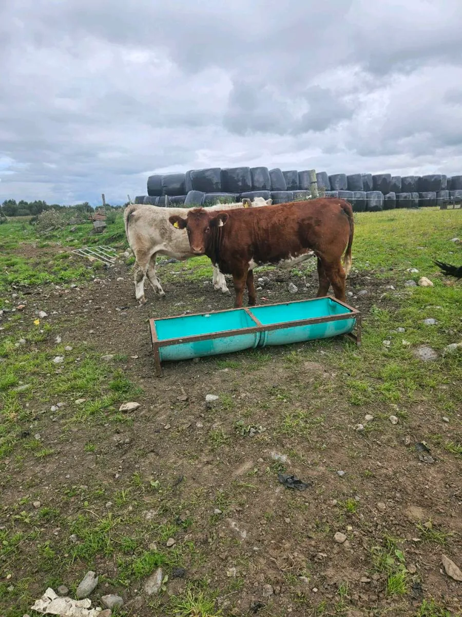 3 ,  one year old heifers for sale - Image 2