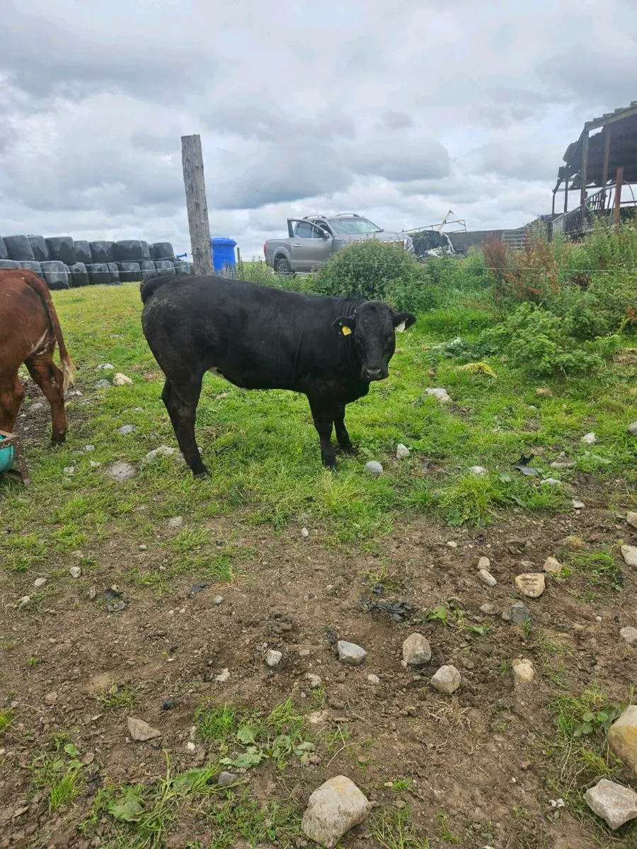 3 ,  one year old heifers for sale - Image 3