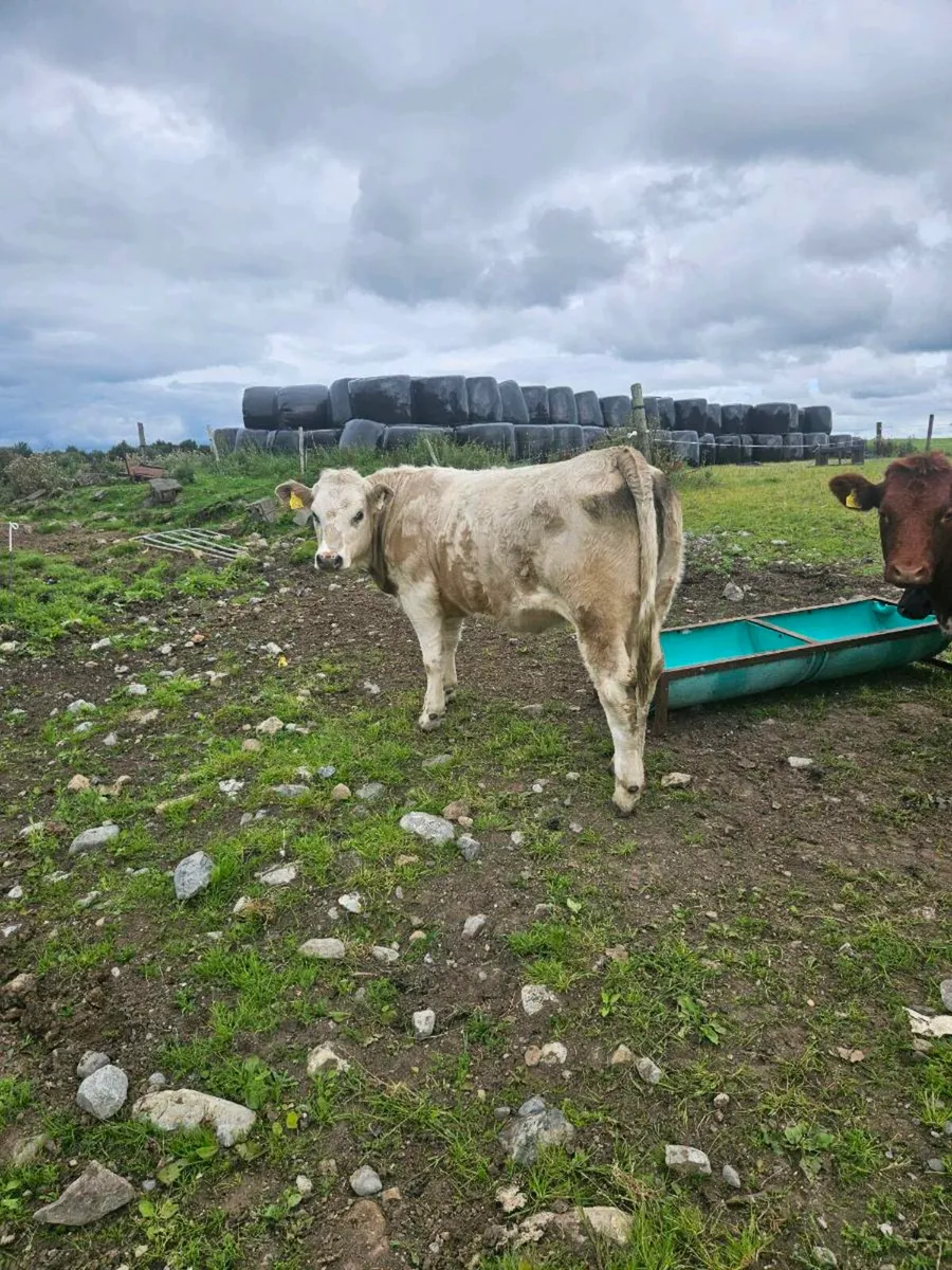 3 ,  one year old heifers for sale - Image 4