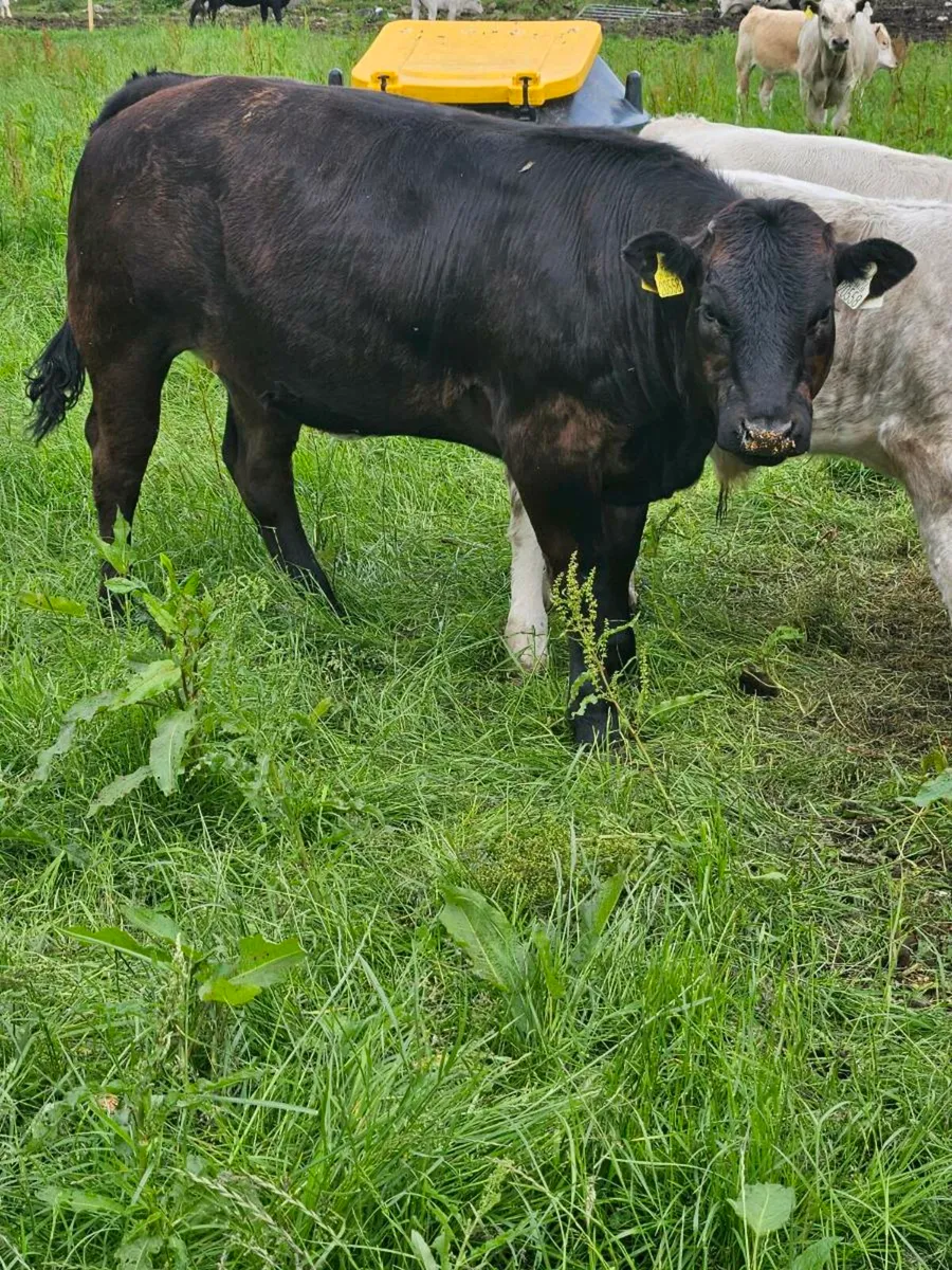 3 ,  one year old heifers for sale - Image 2