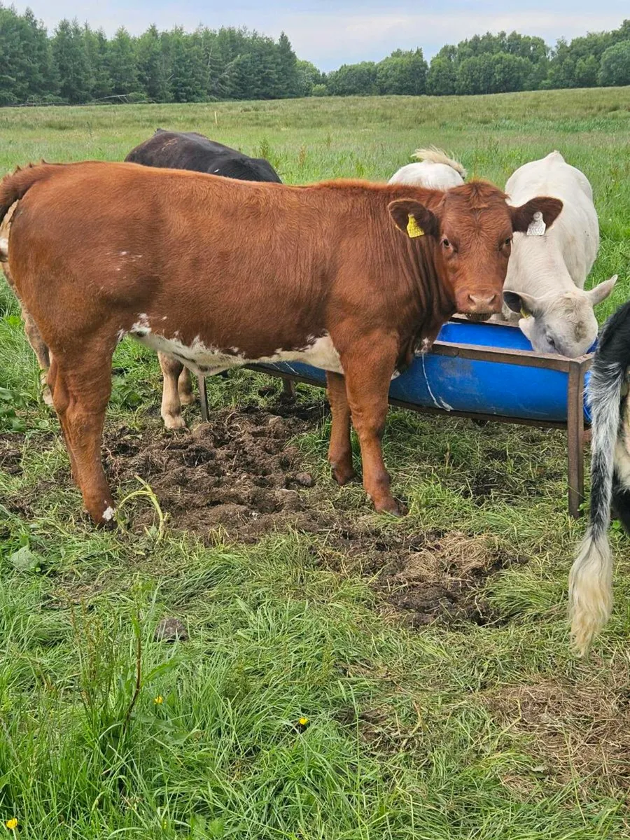 3 ,  one year old heifers for sale - Image 1