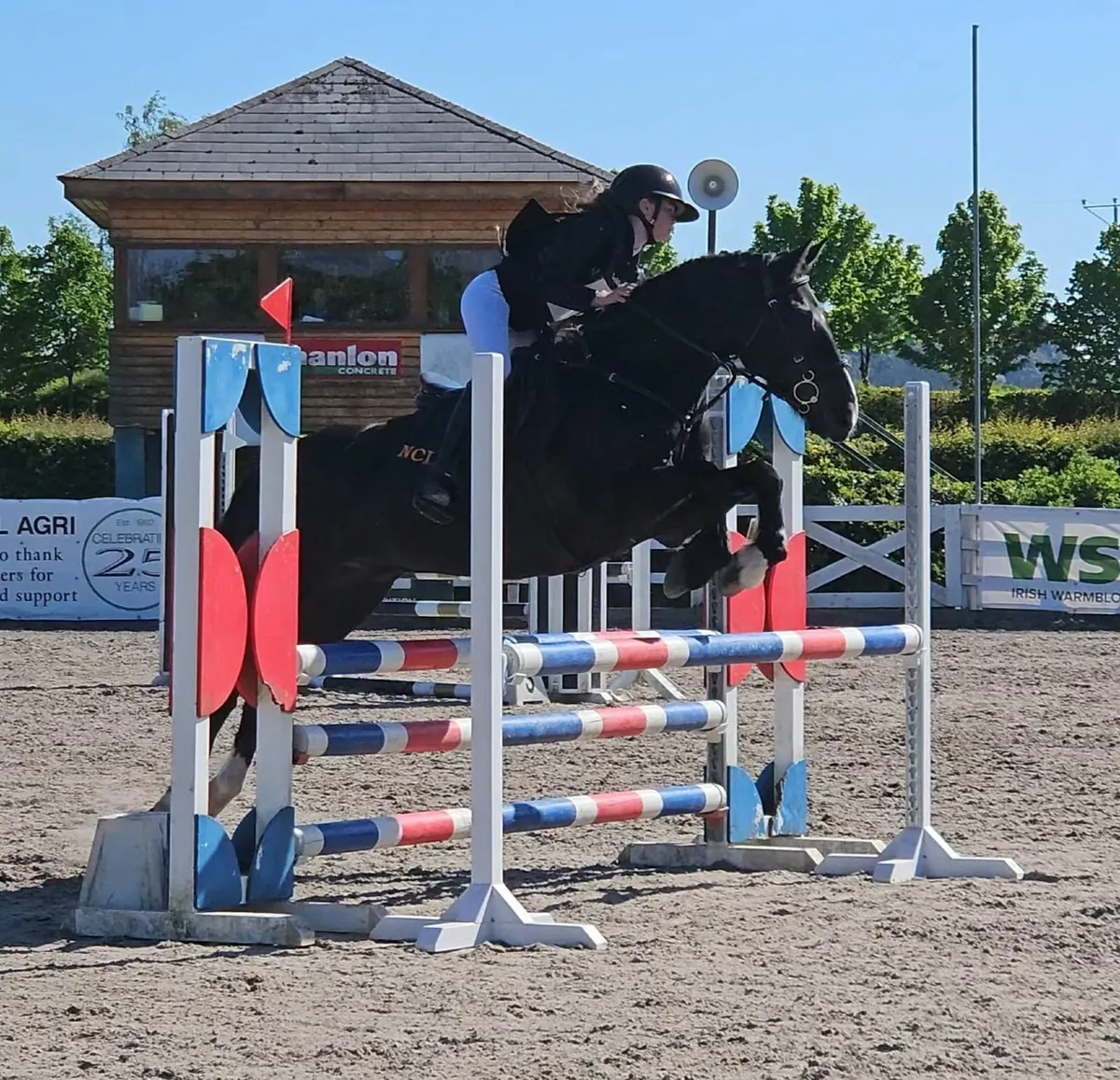 148 Schoolmaster Gelding Pony - BlackJack - Image 1