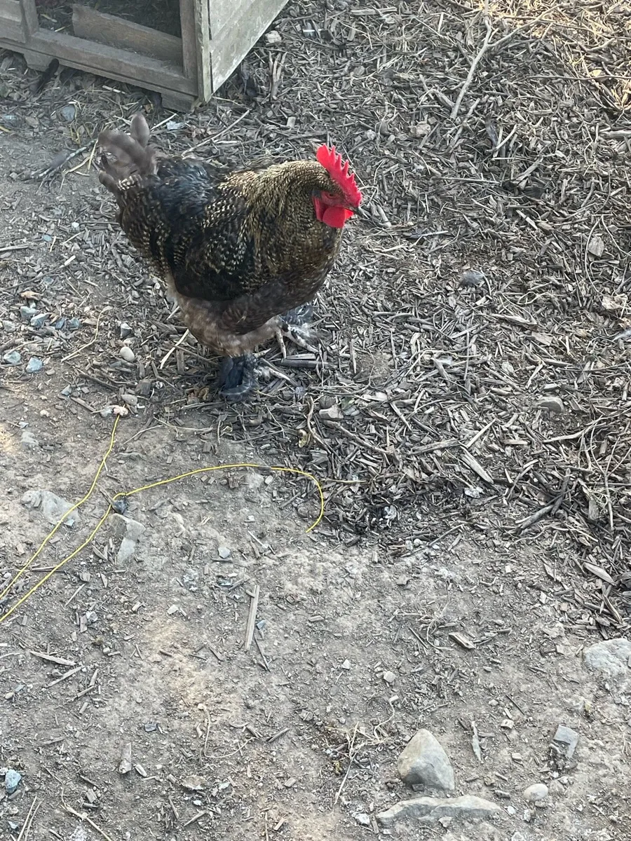 Chickens - Image 1