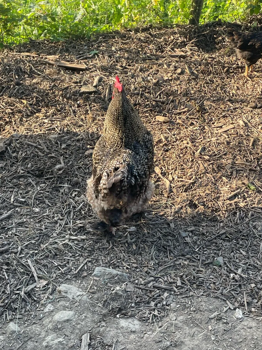 Chickens - Image 2