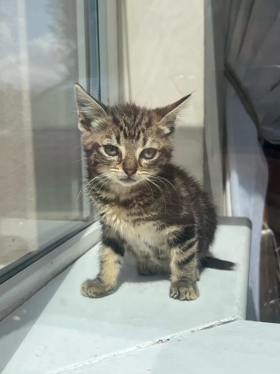 Tabby kitten - Image 1