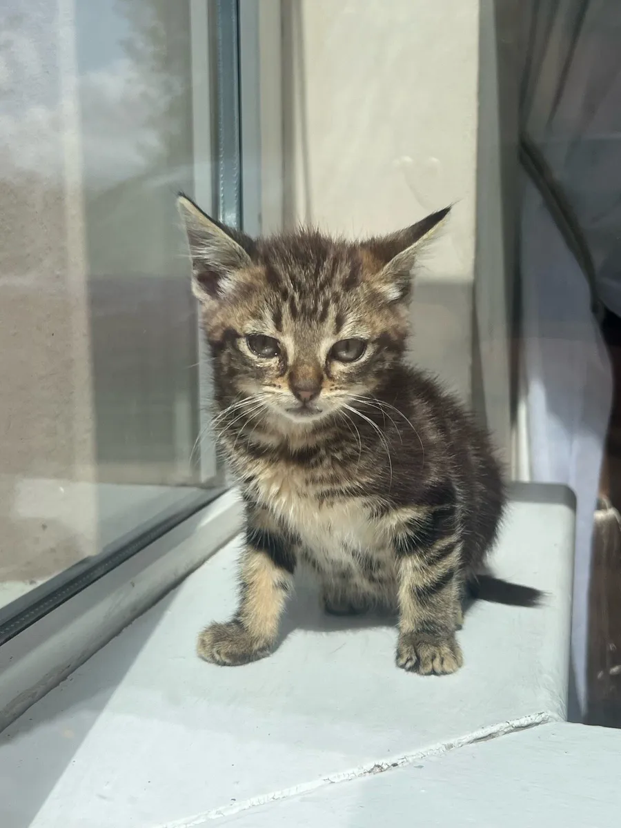 Tabby kitten - Image 3
