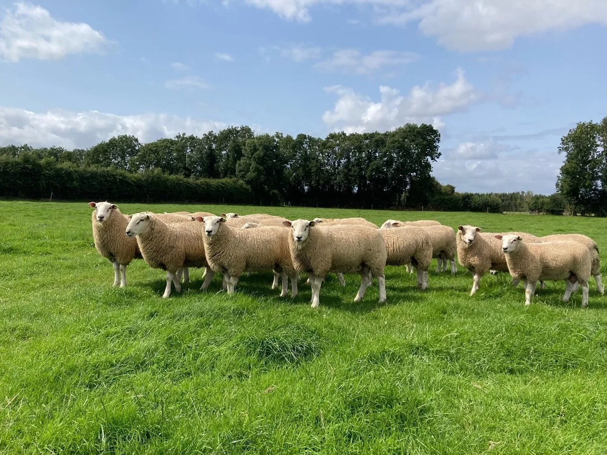Belclare Ram Lambs - Image 1