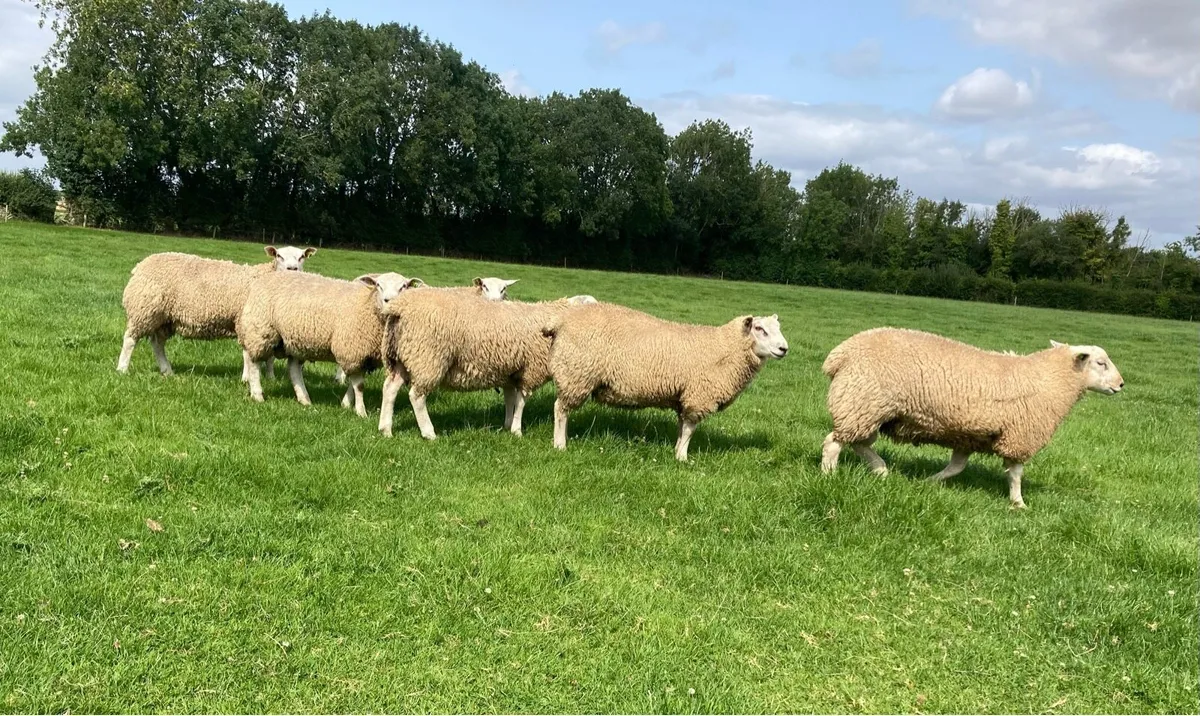 Belclare Ram Lambs - Image 2