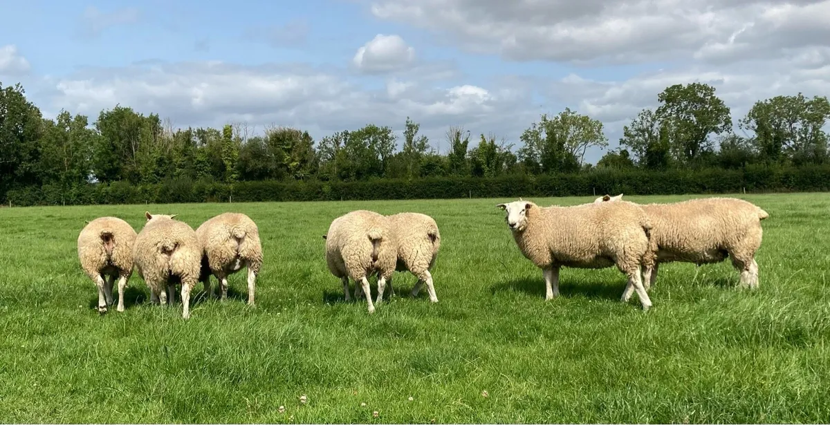 Belclare Ram Lambs - Image 3