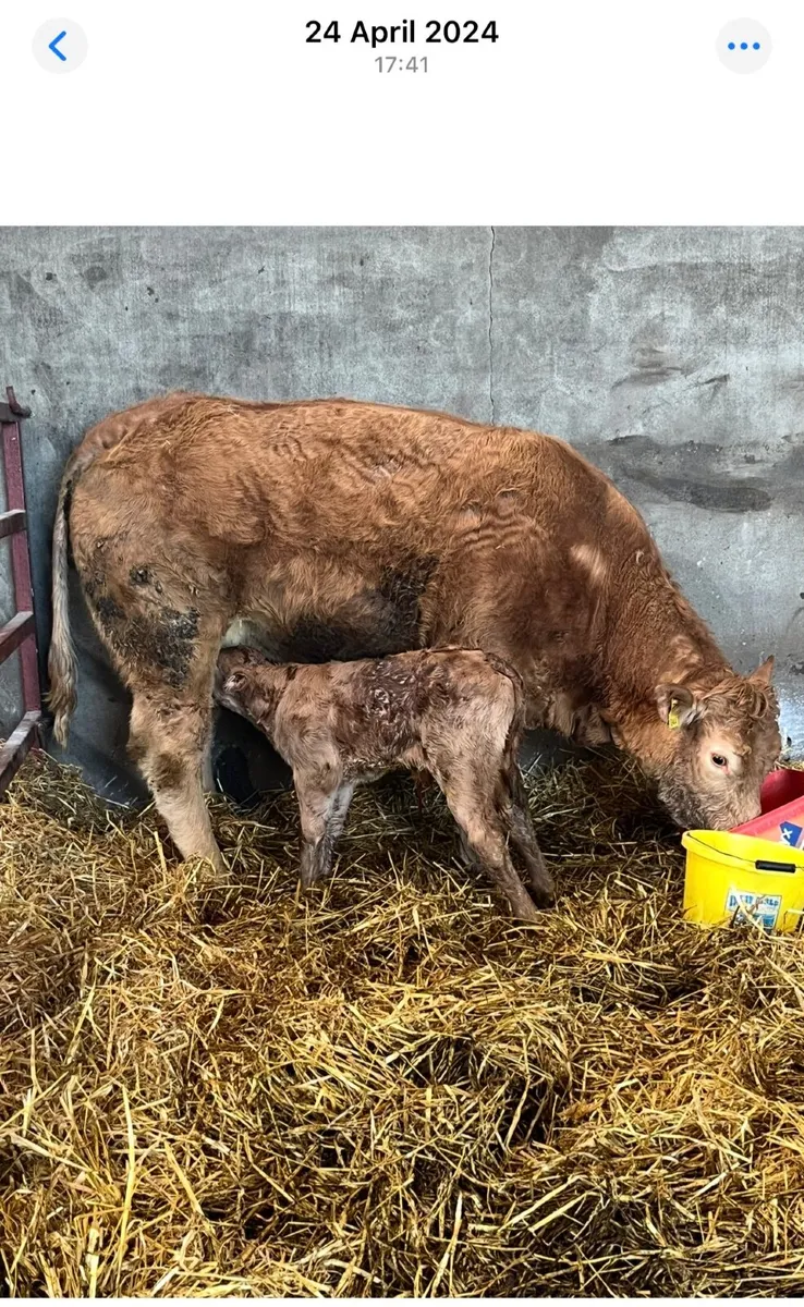 Pedigree Limousin Bull - Image 4