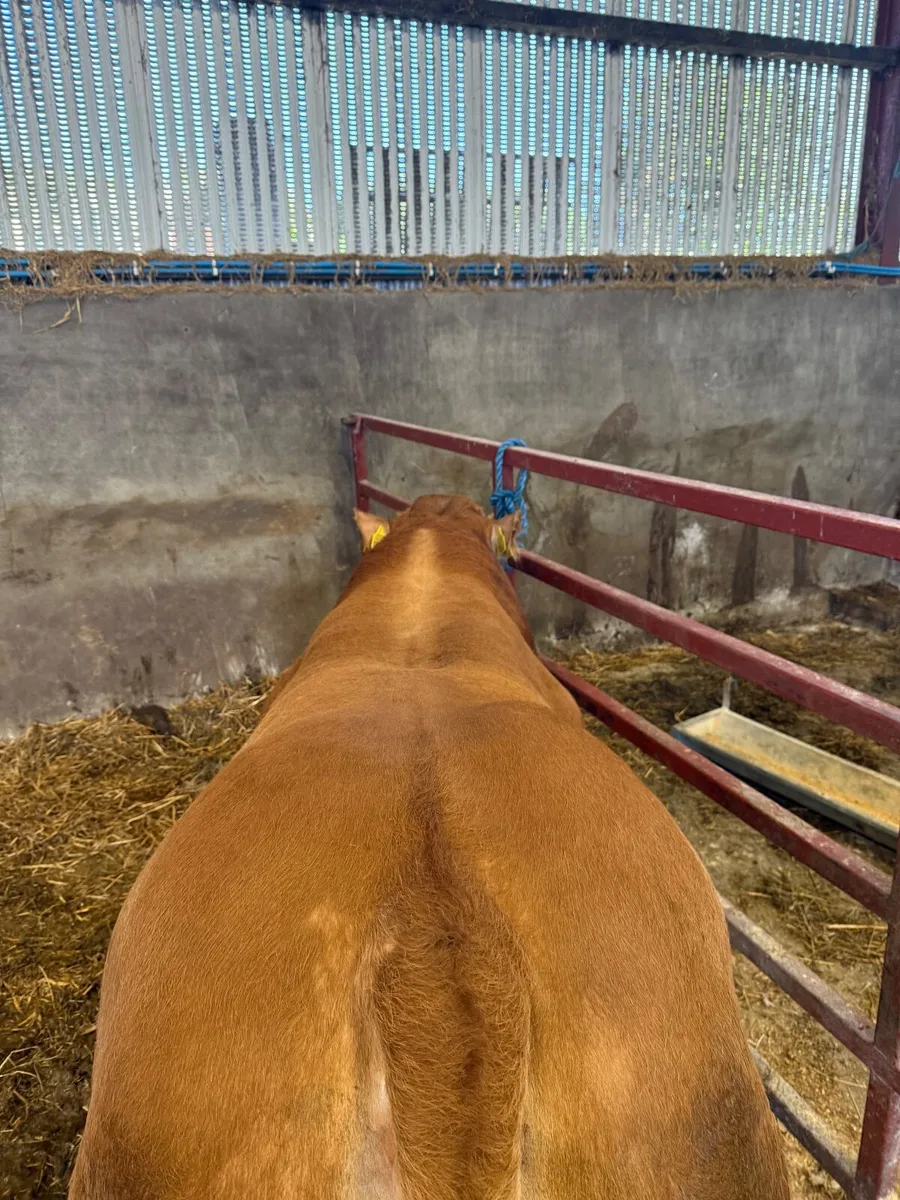 Pedigree Limousin Bull - Image 3
