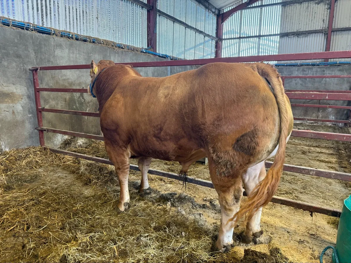 Pedigree Limousin Bull - Image 2