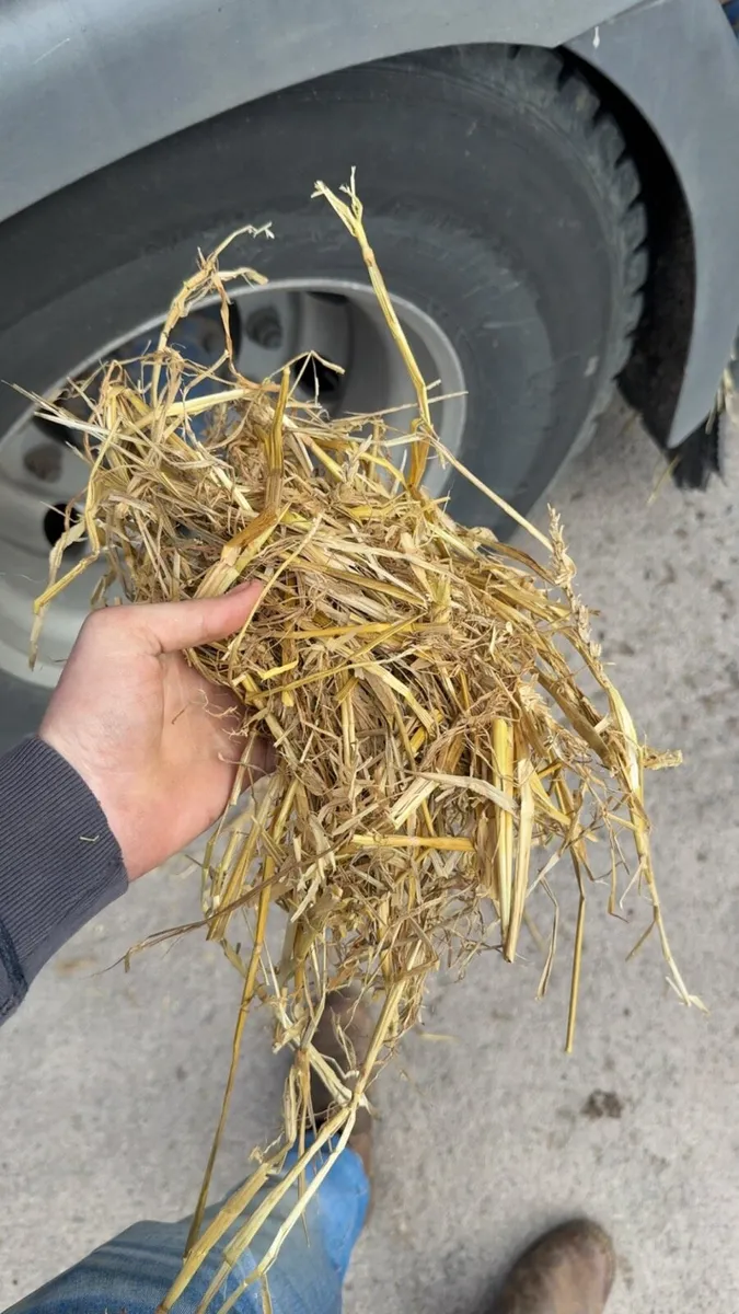 Wheaten straw (delivered) - Image 2