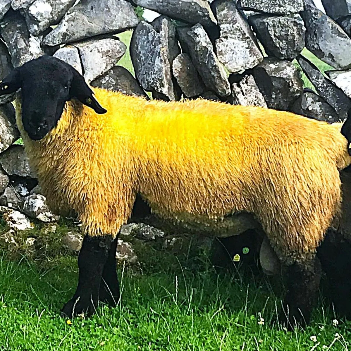 Suffolk Rams Friday evening  22nd  August - Image 4