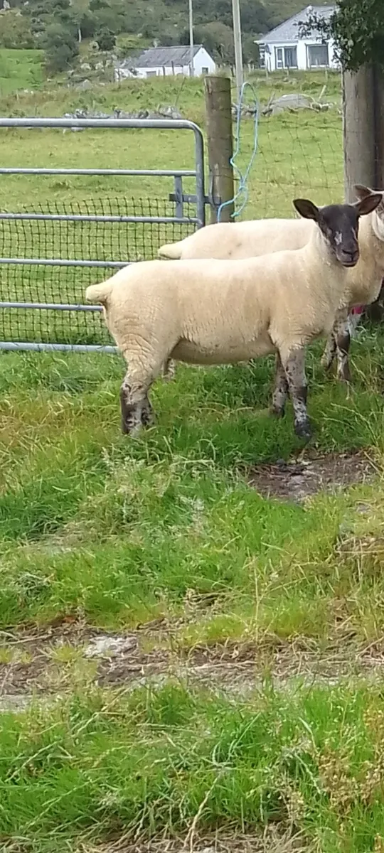 Hoggets - Image 1