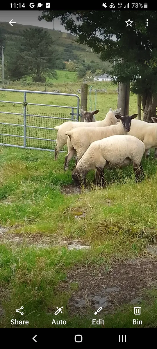 Hoggets - Image 2