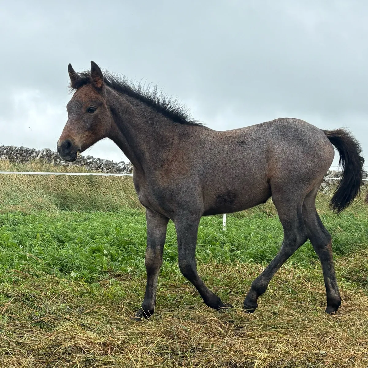 𝗗𝗨𝗡 𝗖𝗢𝗟𝗧 𝗙𝗢𝗔𝗟✨ | Silver Shadow Breeding - Image 4