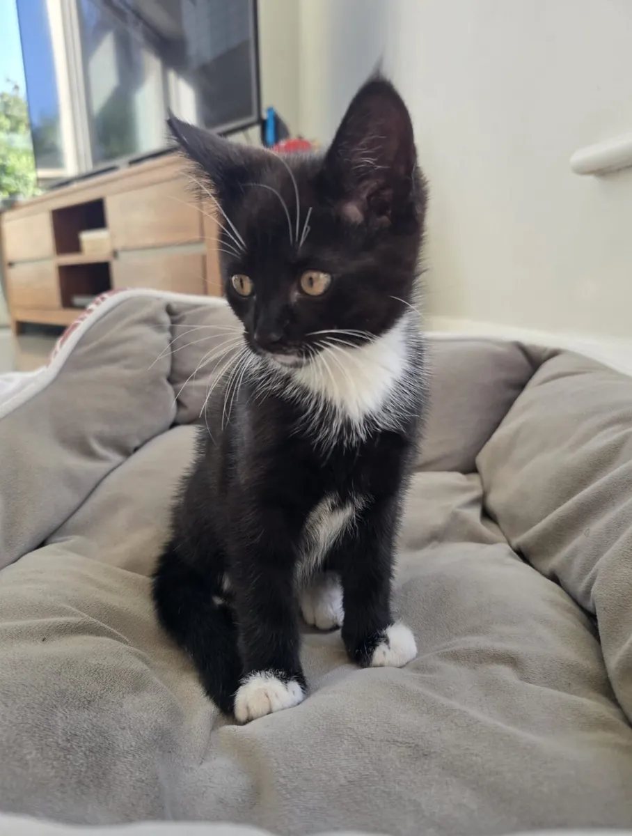 Kitten - Image 2