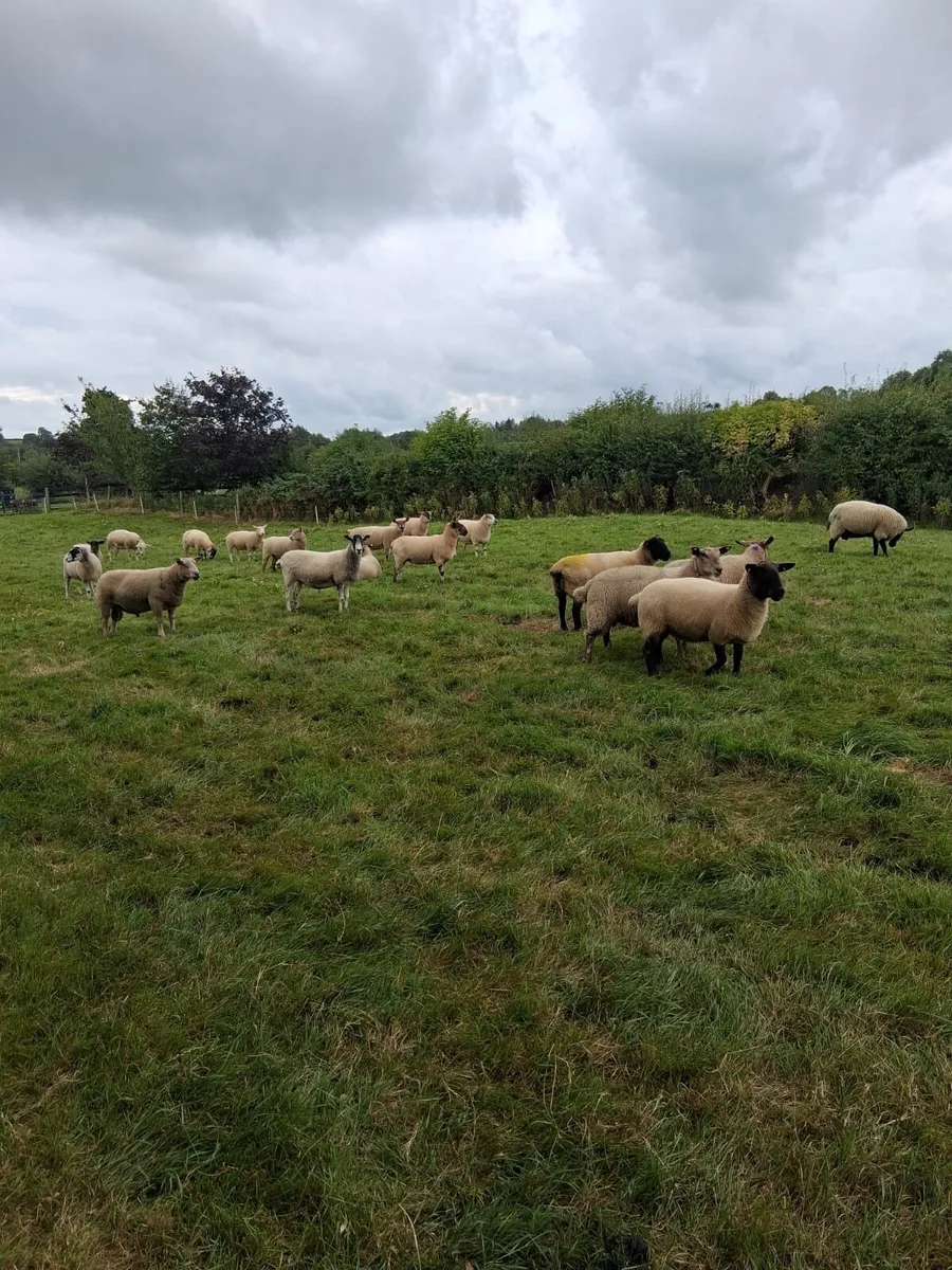 Hoggets and ewes for sale - Image 1