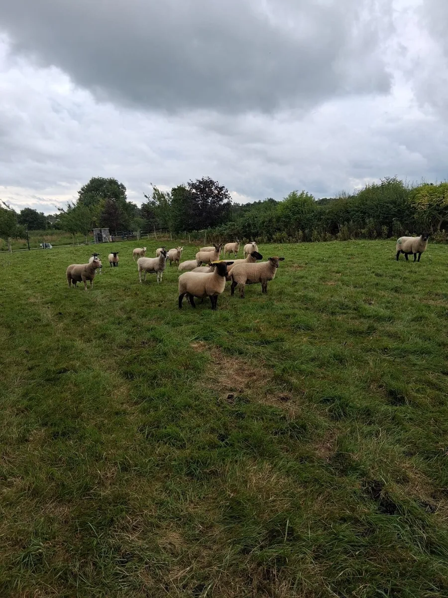 Hoggets and ewes for sale - Image 2