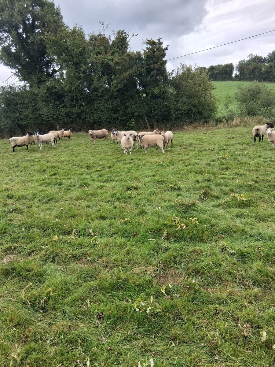 Hoggets and ewes for sale - Image 3