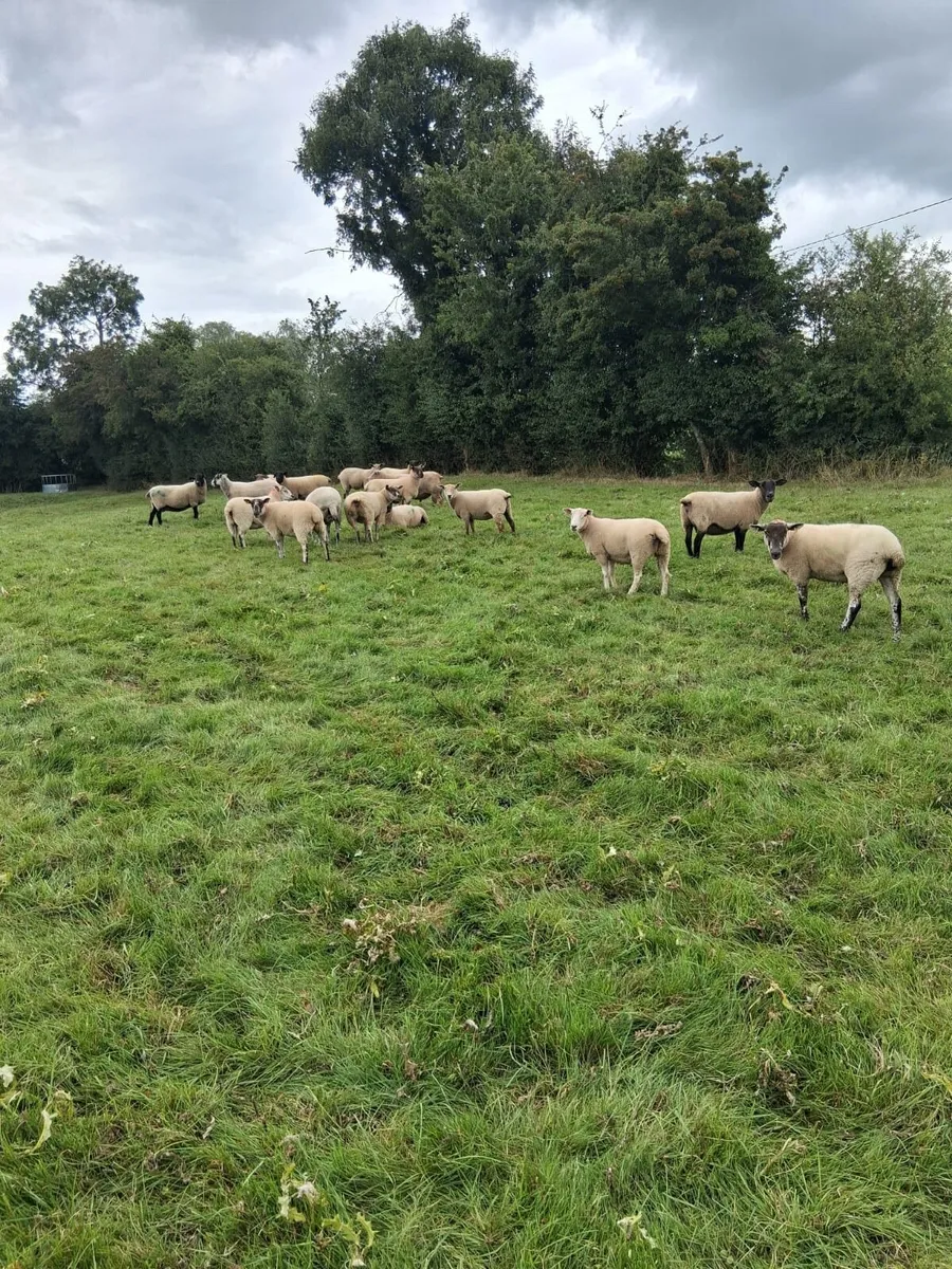 Hoggets and ewes for sale - Image 4