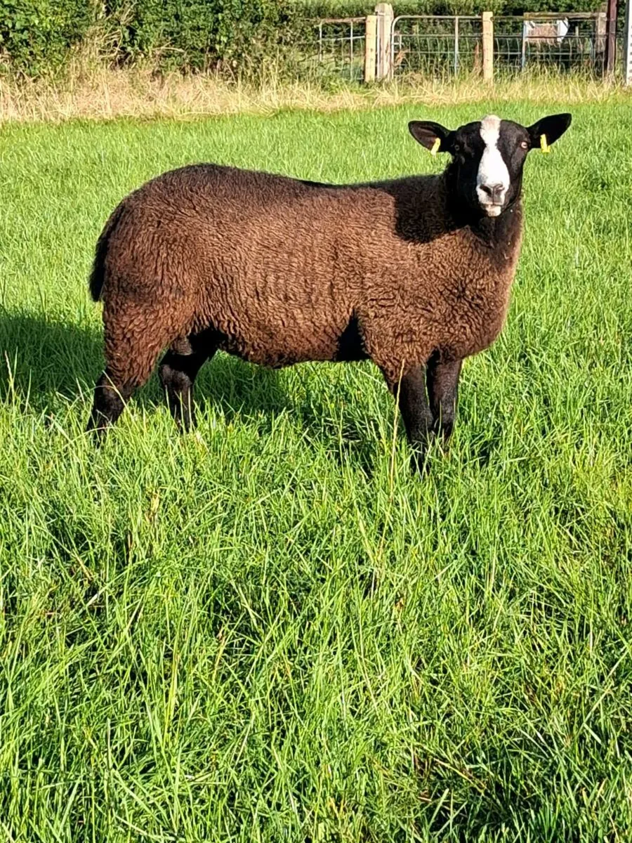Zwartble ram lambs - Image 1