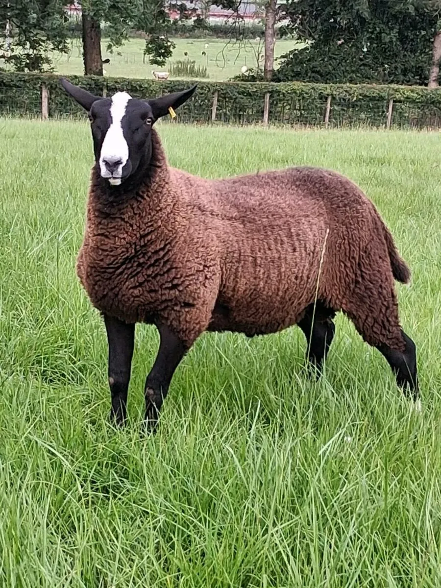 Zwartble ram lambs - Image 2