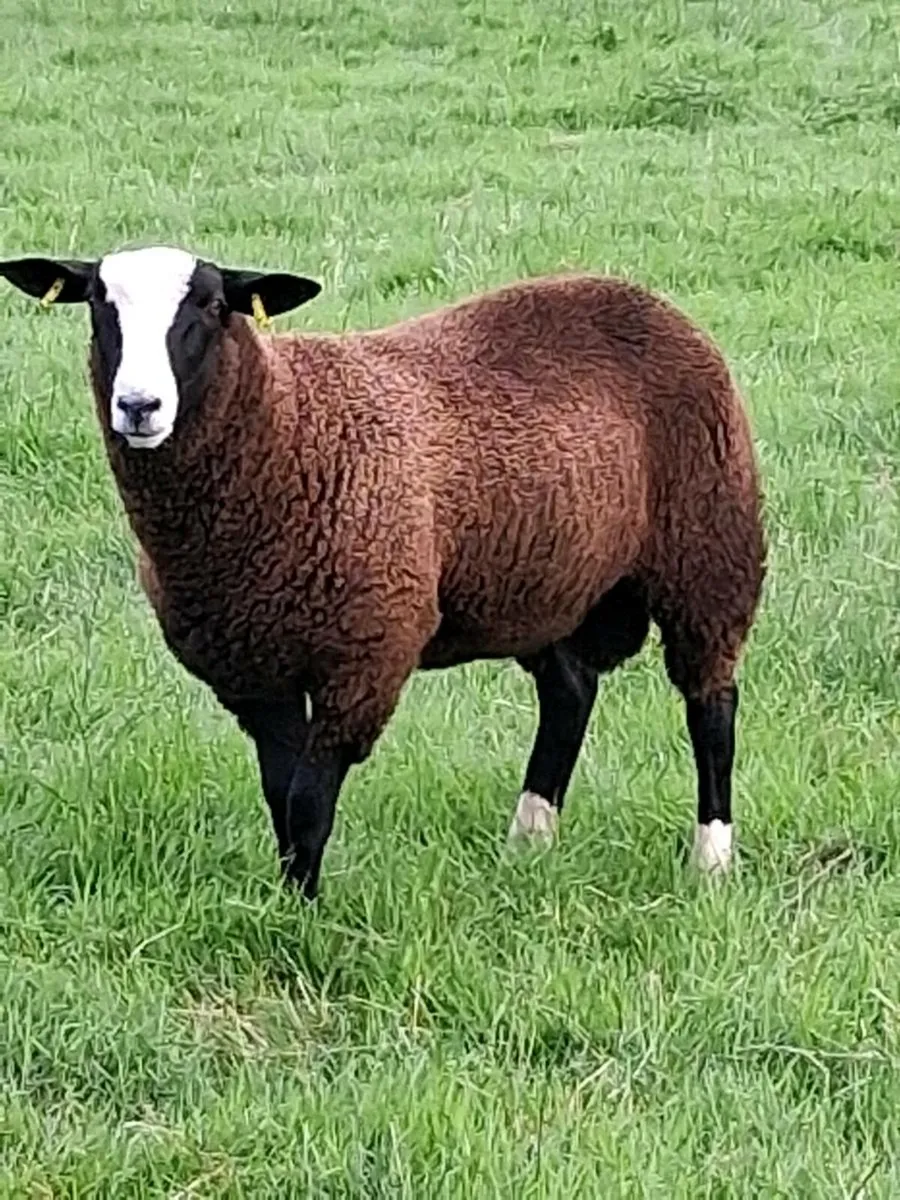 Zwartble ram lambs - Image 3