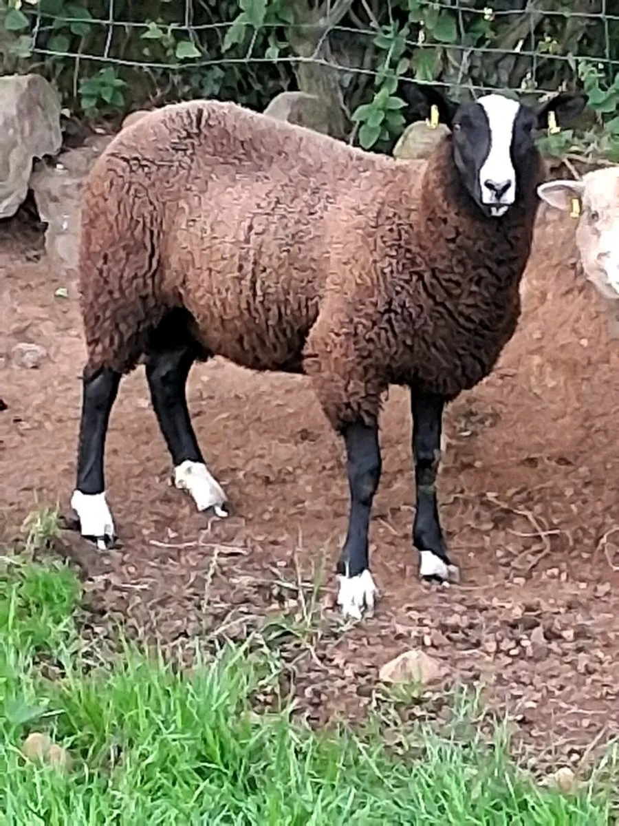 Zwartble ram lambs - Image 4