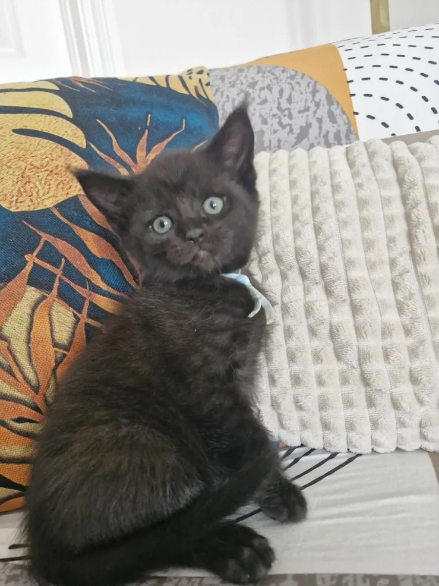 Mainecoon x British Short hair kittens 1 BOY LEFT - Image 1
