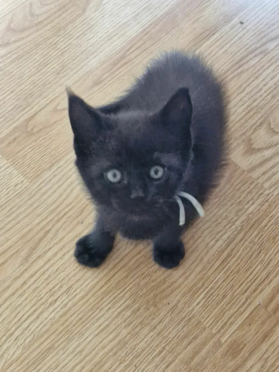 Mainecoon x British Short hair kittens 1 BOY LEFT - Image 3