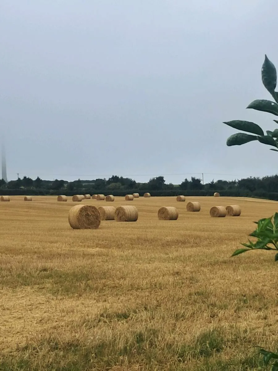 Barley straw