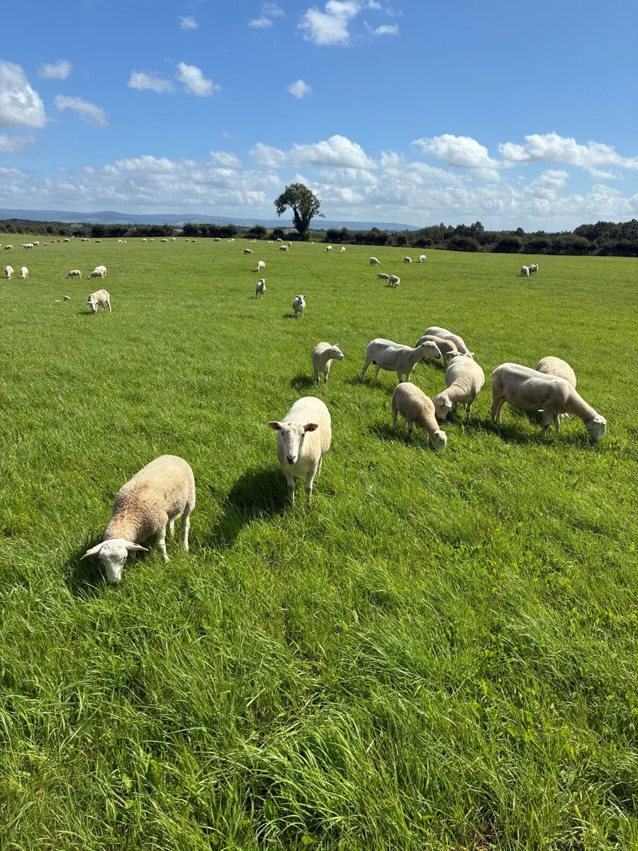 Organic Easycare Ewe Lambs