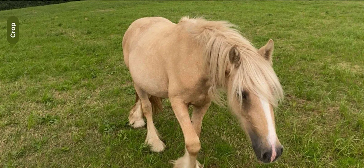 Stunning filly - Image 2