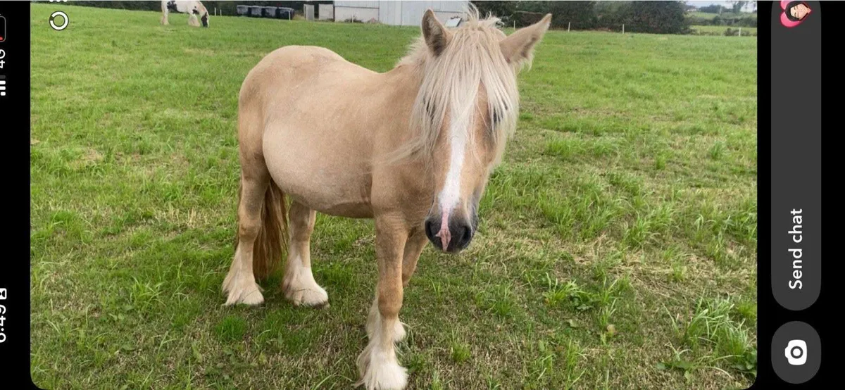 Stunning filly - Image 1