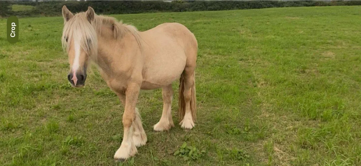 Stunning filly - Image 3
