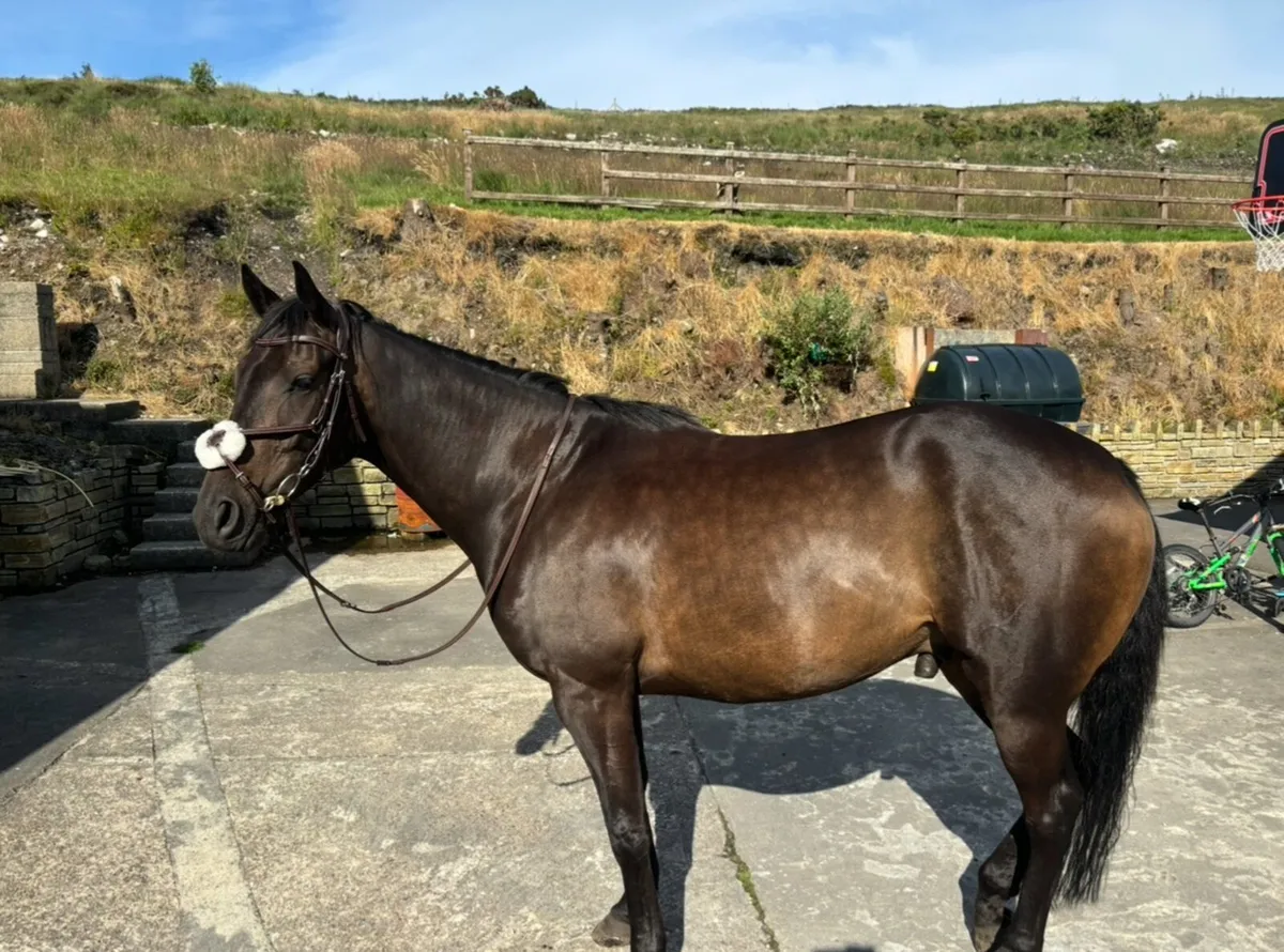 ✨6-year old thoroughbred gelding - Donegal✨ - Image 1