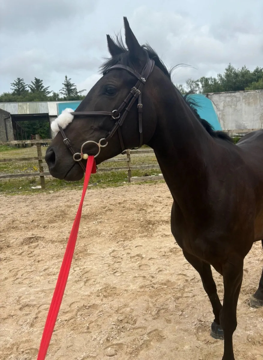 ✨6-year old thoroughbred gelding - Donegal✨ - Image 3
