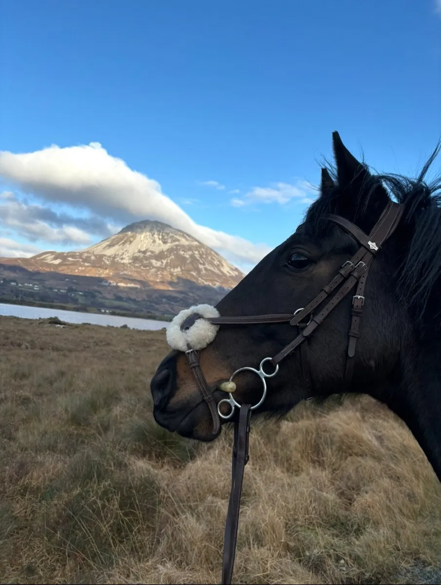 ✨6-year old thoroughbred gelding - Donegal✨ - Image 4