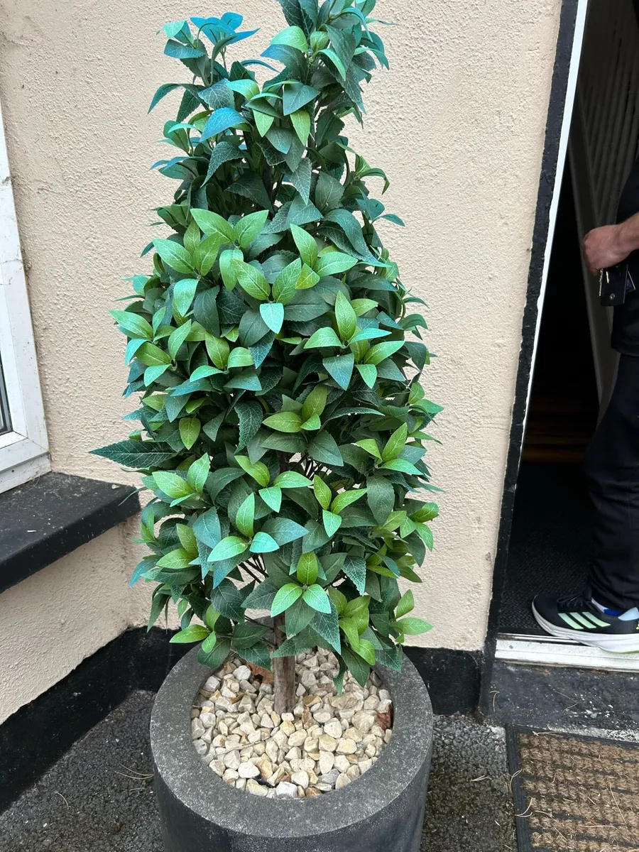 Trees - Image 1