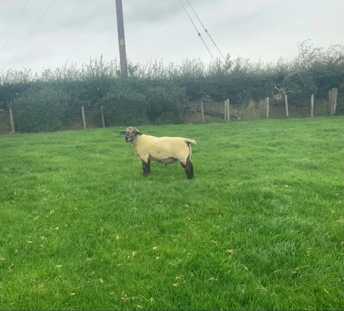 Rams - Suftex & Beltex - Image 1