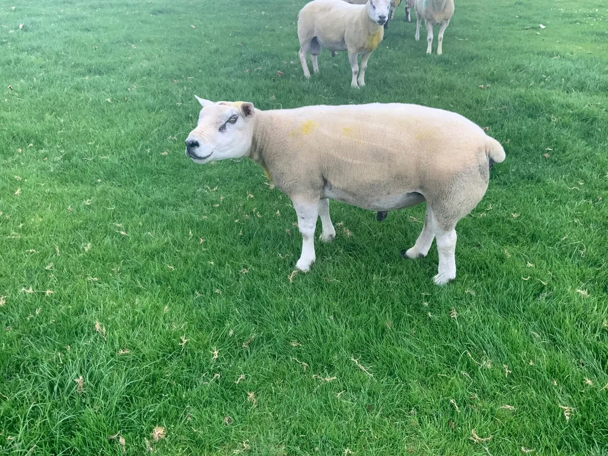 Rams - Suftex & Beltex - Image 2