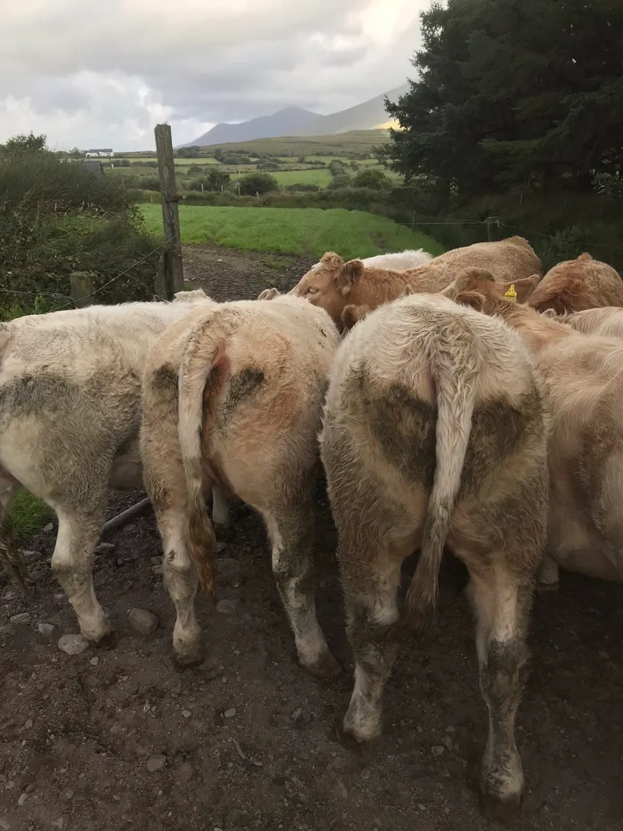 4&5 star heifers - Image 1