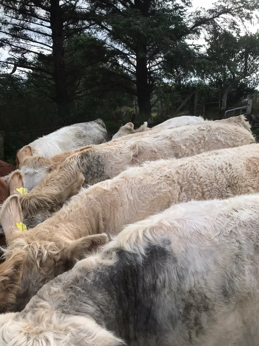 4&5 star heifers - Image 2