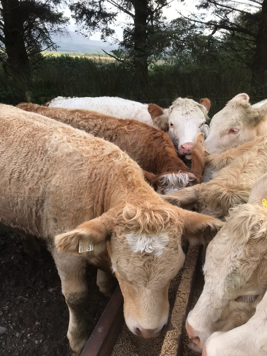 4&5 star heifers - Image 3